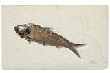 Fossil Fish (Knightia) - Wyoming #295643-1